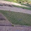 Assmanshausen